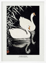 White Chinese Geese Swimming by Reeds