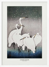Group Of Egrets