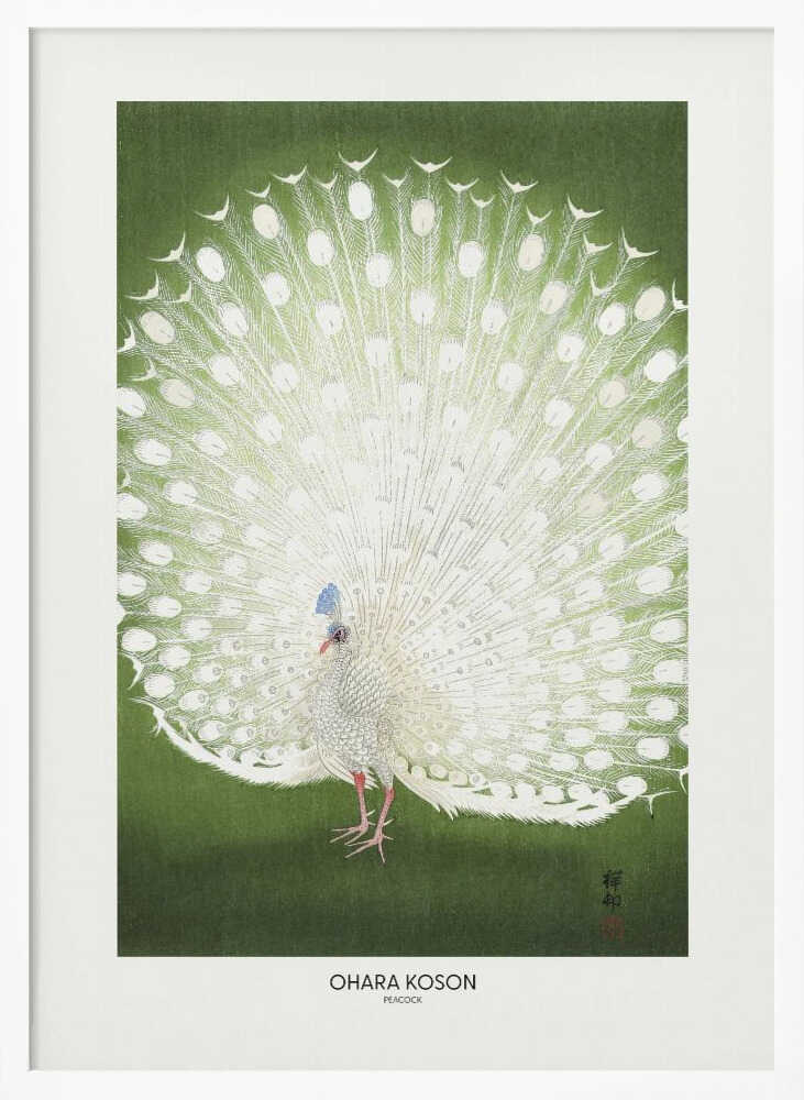 Peacock - Cropped