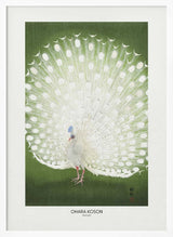 Peacock - Cropped