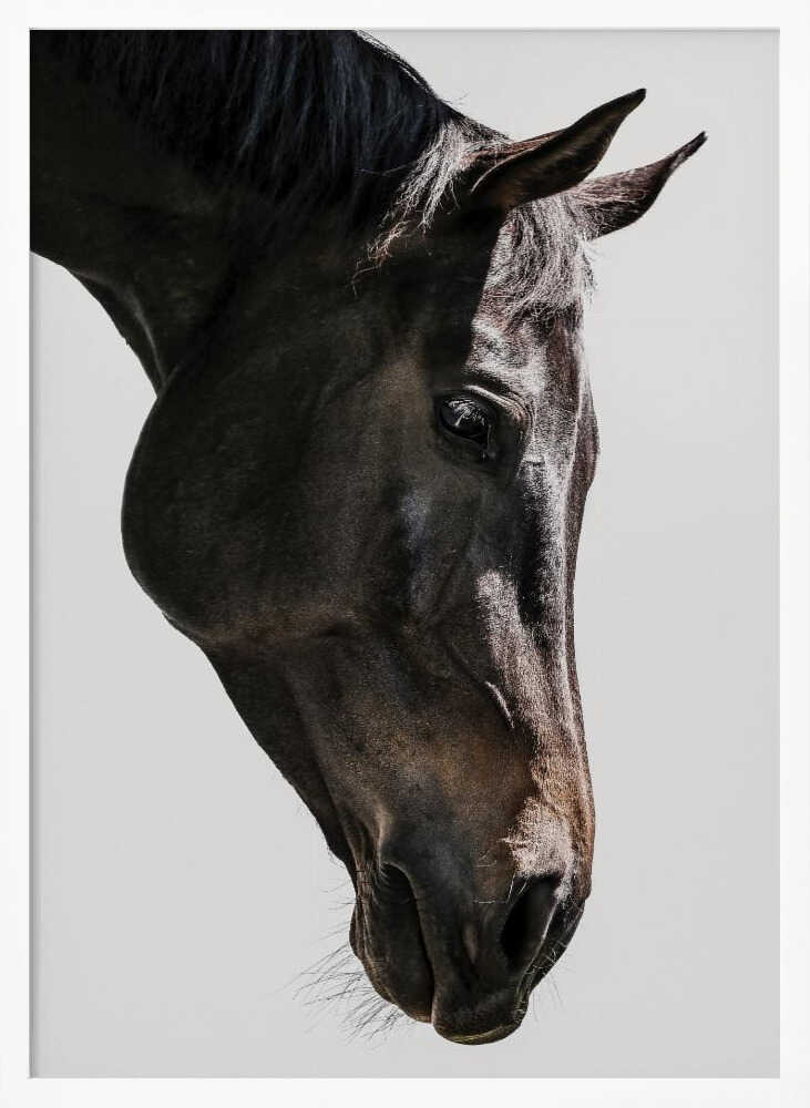 Gentle Equine Gaze Art Print UK — Abstract Vibrant Wall Art — Office — Wall It All Prints