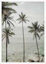 Tropical Dreams