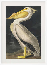 American White Pelican From Birds of America (1827)