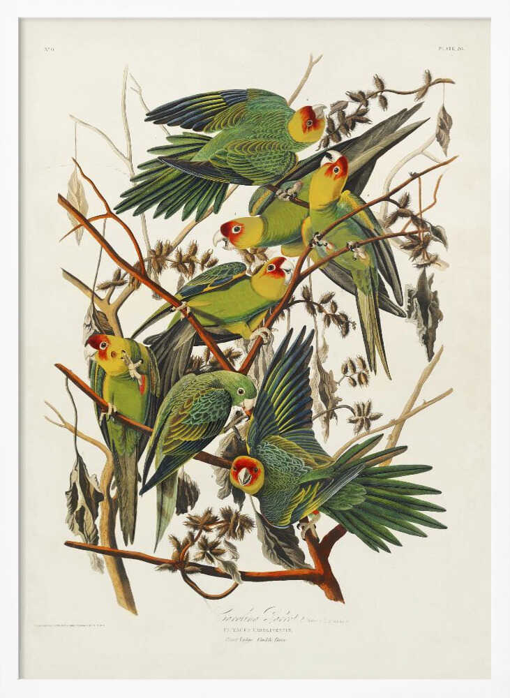 Carolina Parrot From Birds of America (1827)