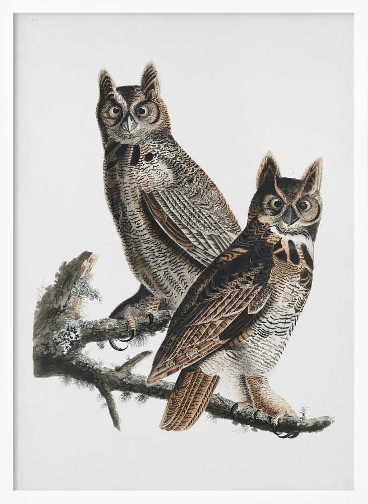 Great Horned Owl From Birds of America (1827)