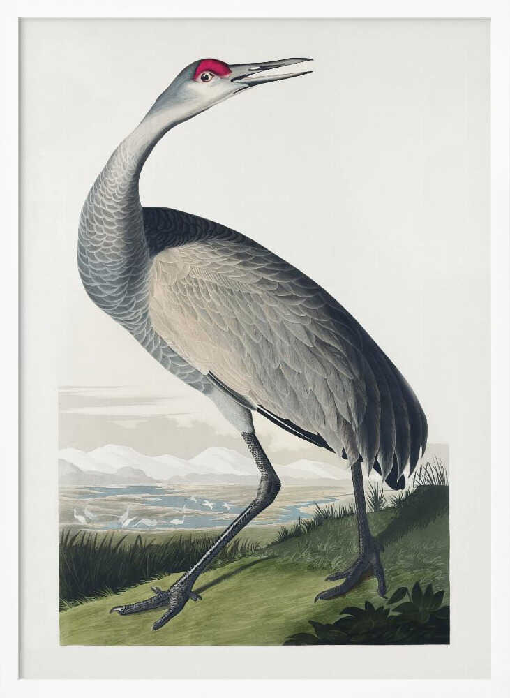 Hooping Crane From Birds of America (1827)