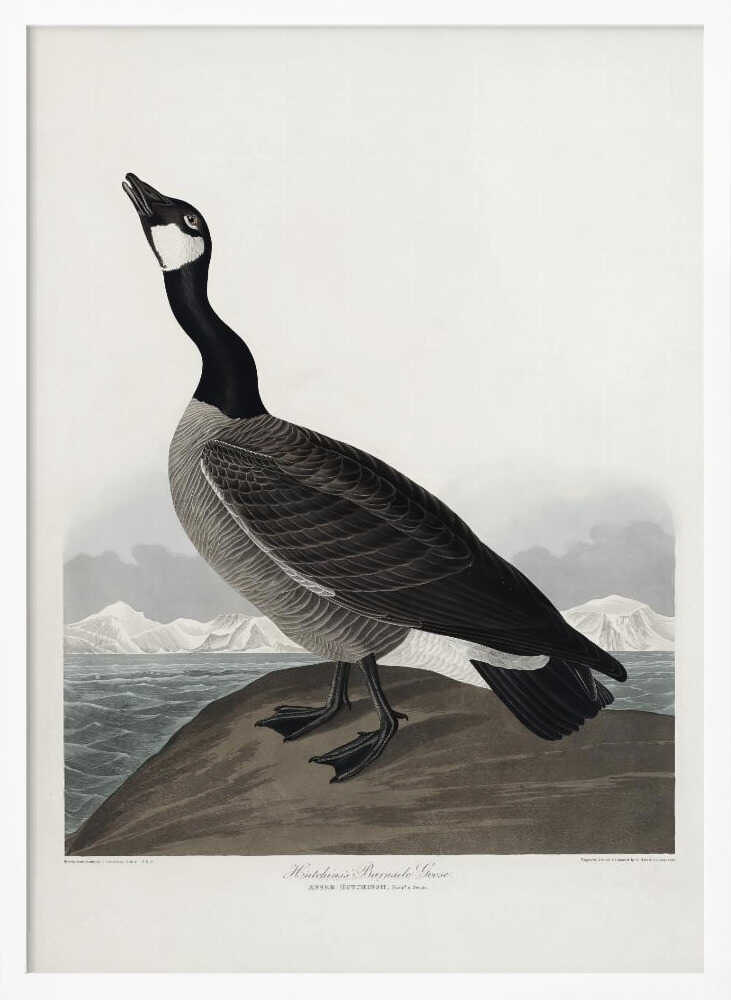 Hutchins's Barnacle Goose From Birds of America (1827)