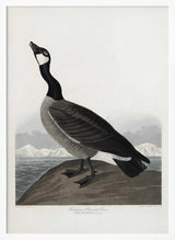 Hutchins's Barnacle Goose From Birds of America (1827)