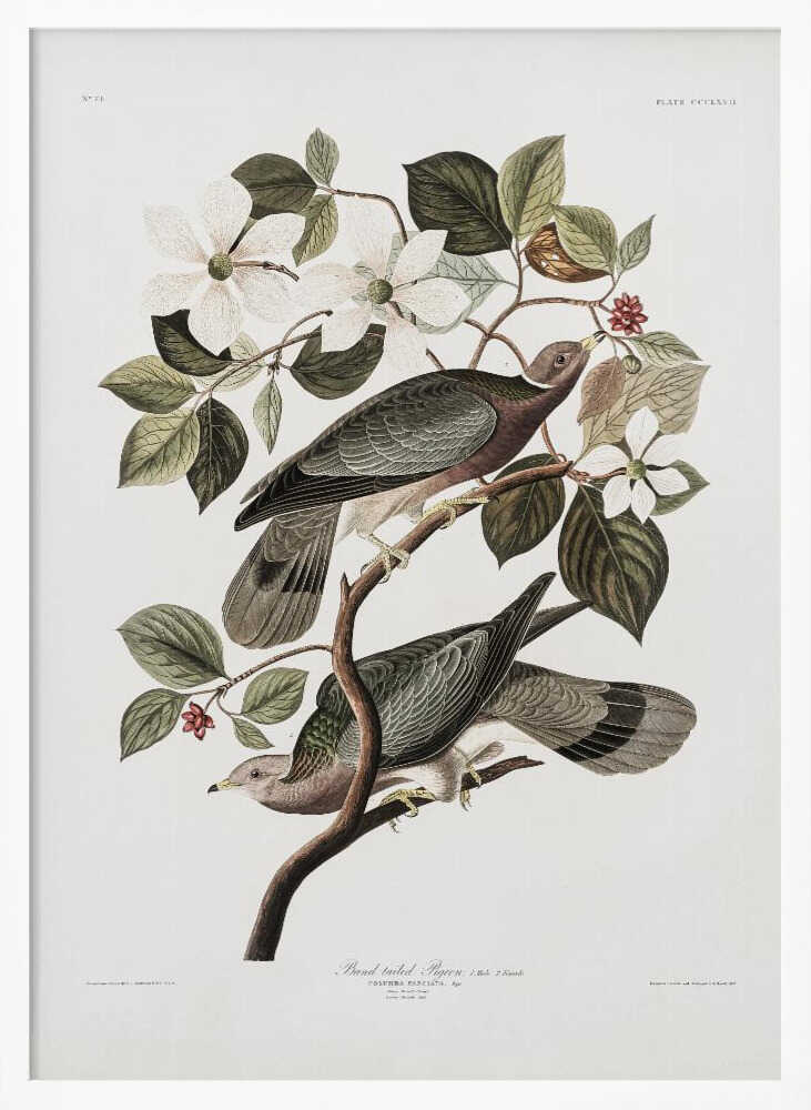 Brand Tailed Pigeon From Birds Of America (1827) Art Print UK — Vintage Vibrant Wall Art — Living Room — Wall It All Prints