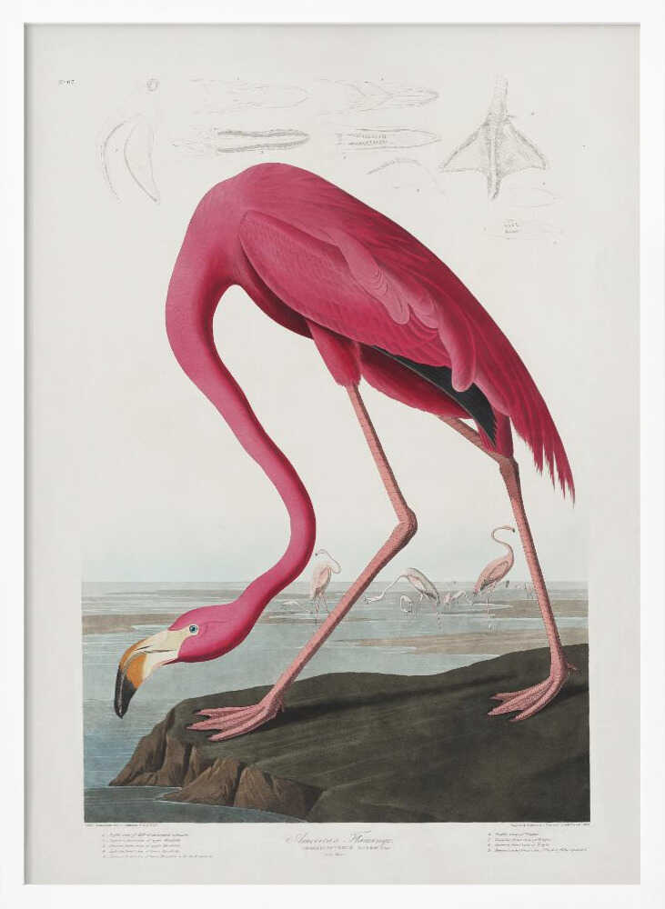 Pink Flamingo From Birds of America (1827)