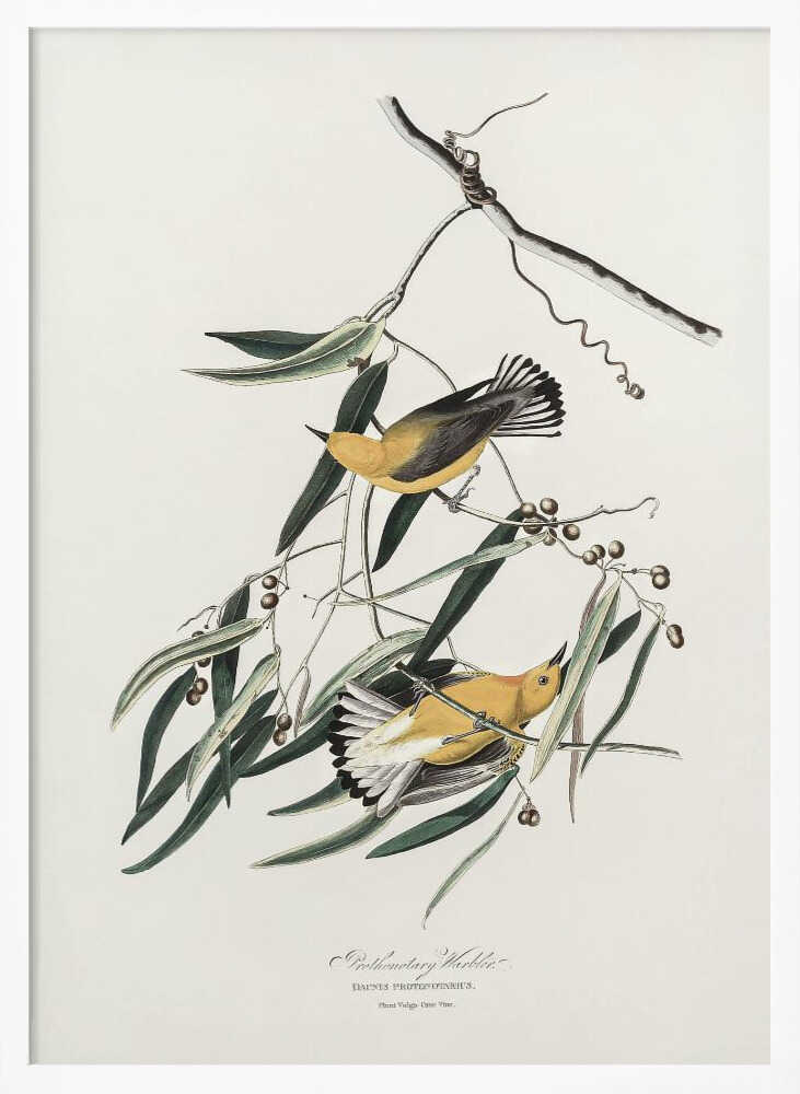 Prothonotary Warbler From Birds of America (1827)
