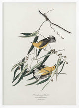 Prothonotary Warbler From Birds of America (1827)