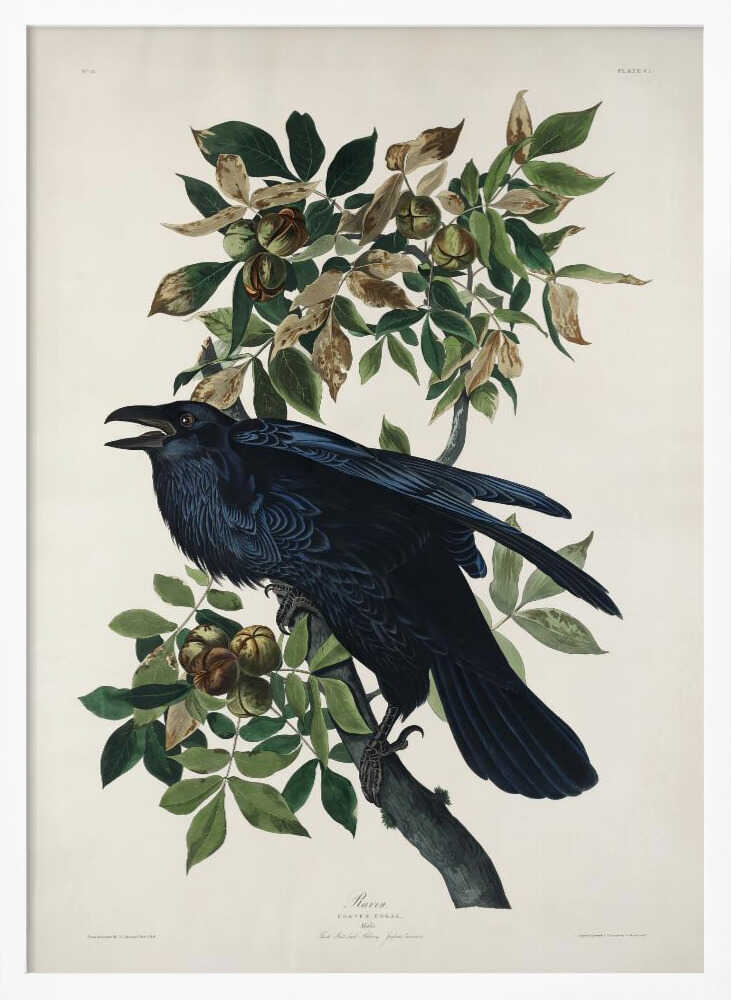 Raven From Birds of America (1827)
