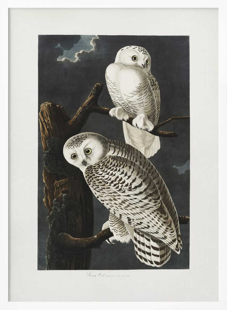 Snowy Owl From Birds of America (1827)
