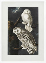 Snowy Owl From Birds of America (1827)