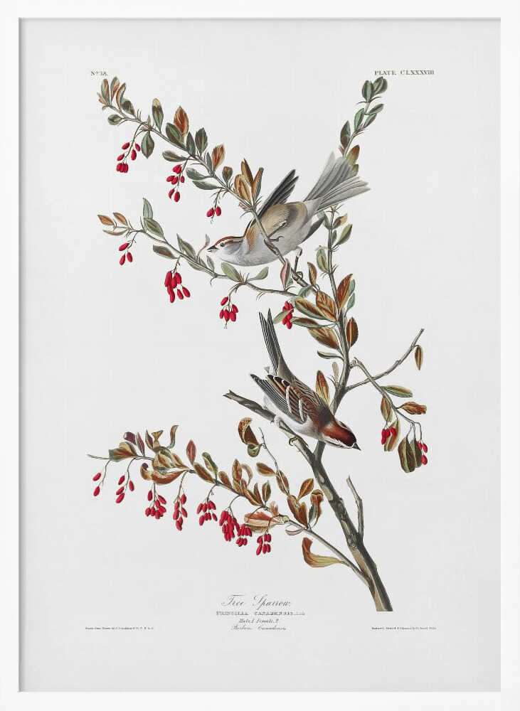 Tree Sparrow From Birds of America (1827)