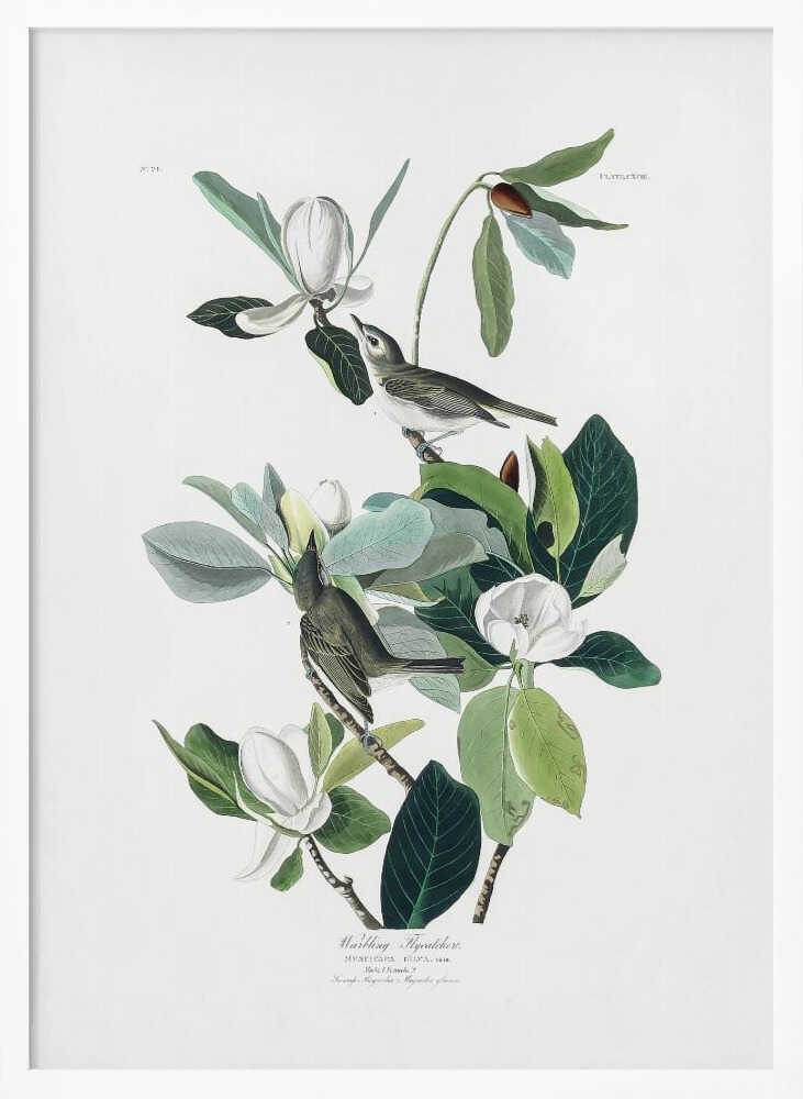 Warbling Flycatcher From Birds of America (1827) Art Print UK — Botanical Vibrant Wall Art — Living Room — Wall It All Prints