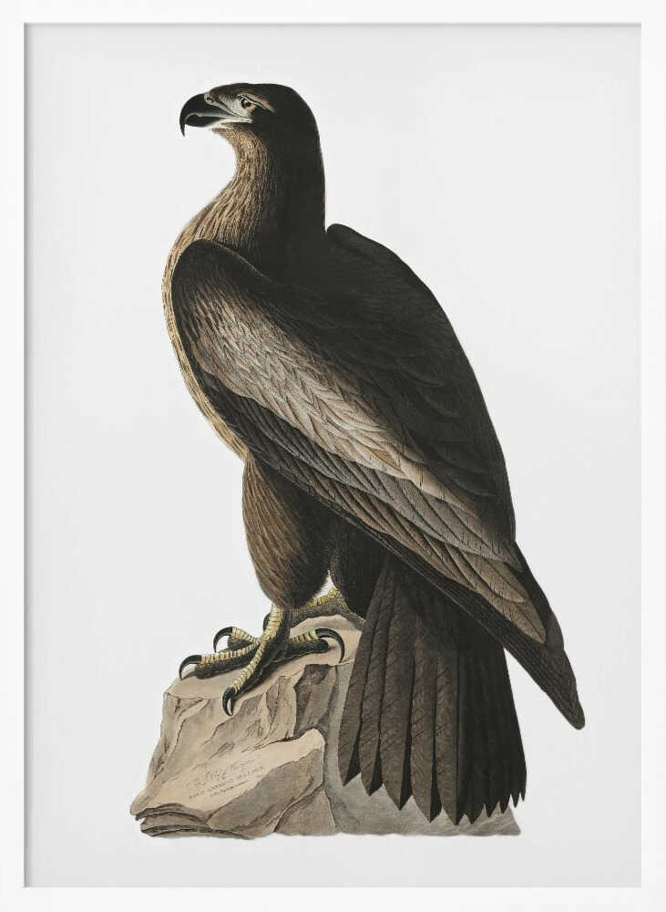 Great American Sea Eagle From Birds of America (1827) John James Audubon