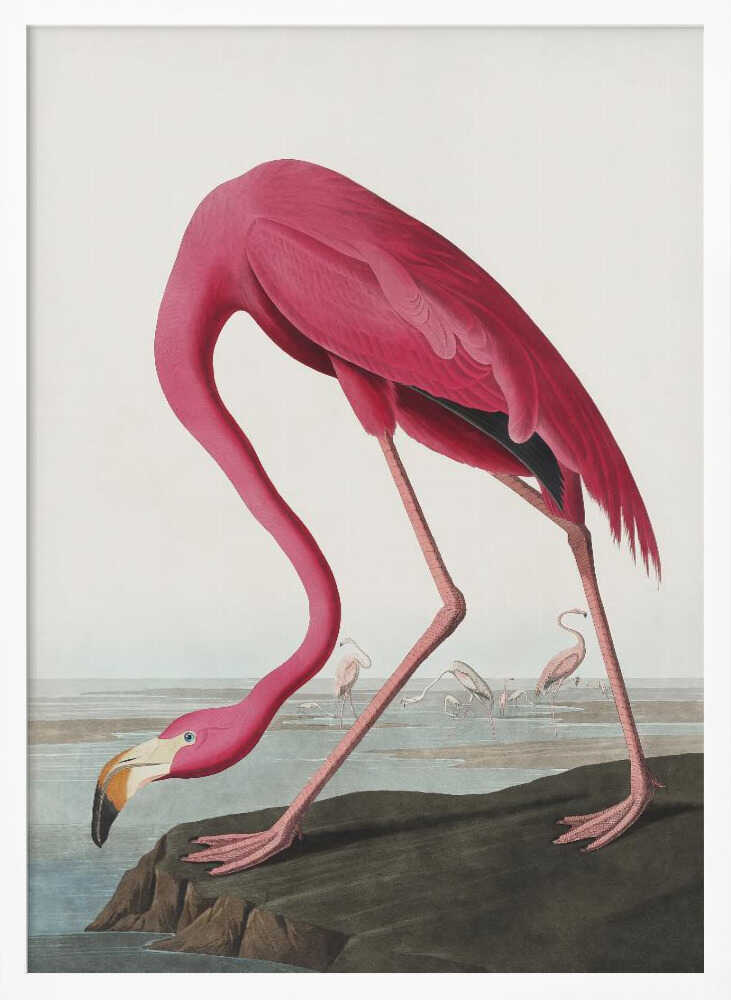 Pink Flamingo Ii From Birds of America (1827) John James Audubon