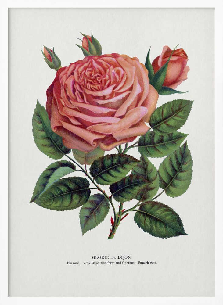 Pink Rose, Glorie De Dijon Lithograph Art Print UK — Botanical Fresh Wall Art — Living Room — Wall It All Prints