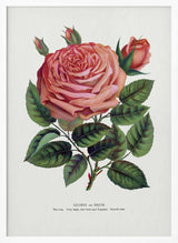 Pink Rose, Glorie De Dijon Lithograph