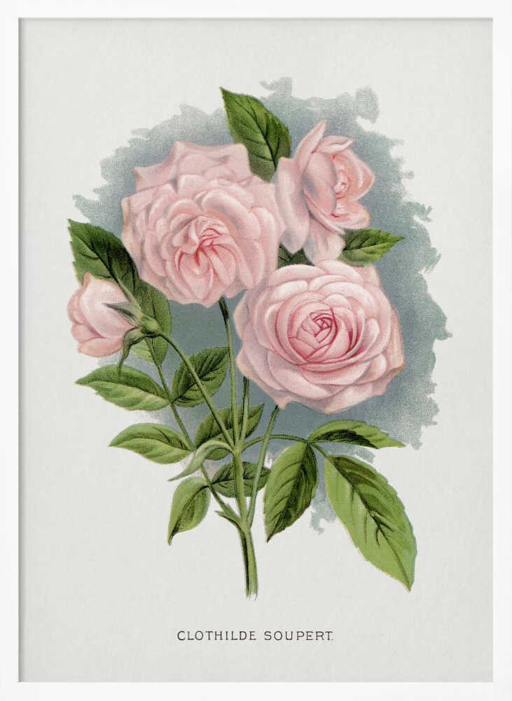Pink Rose, Clothilde Soupert Lithograph Art Print UK — Botanical Vibrant Wall Art — Living Room — Wall It All Prints