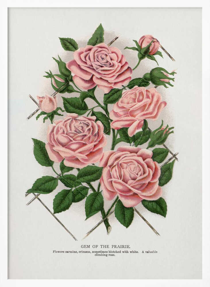 Pink Rose, Gem of the Prairie Lithograph Art Print UK — Botanical Vibrant Wall Art — Living Room — Wall It All Prints