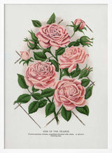 Pink Rose, Gem of the Prairie Lithograph