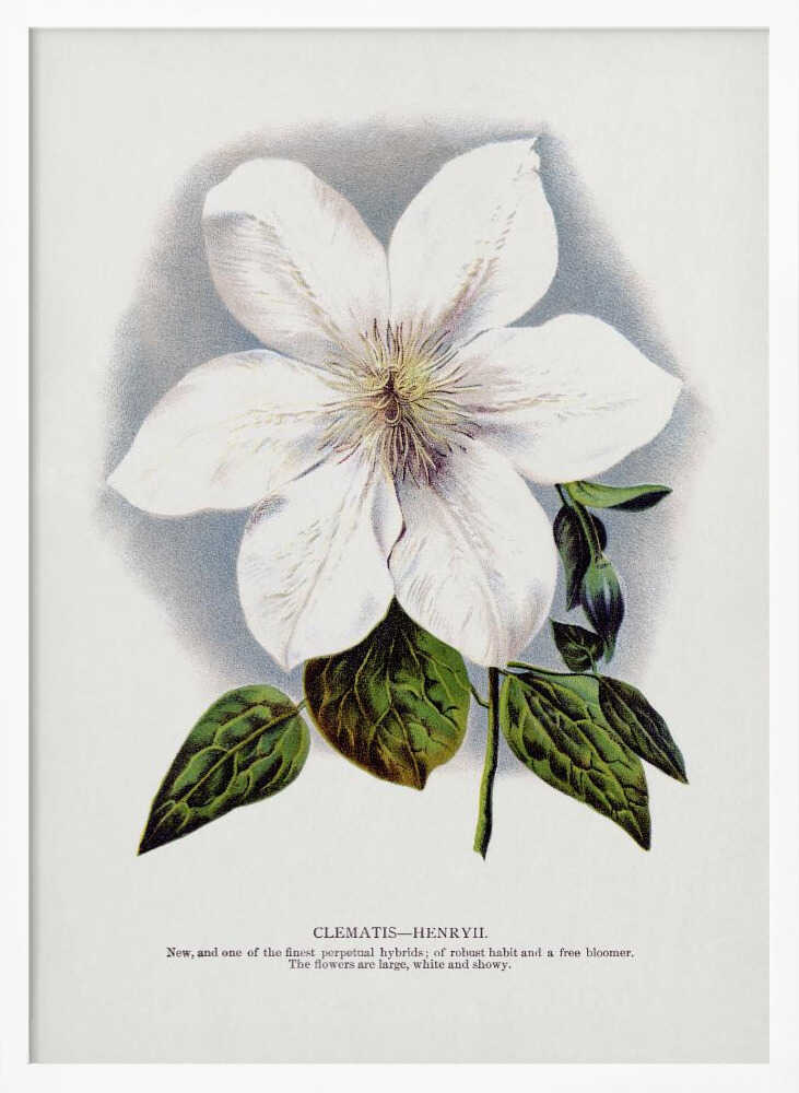 Clematis Flower Lithograph Art Print UK — Botanical Vibrant Wall Art — Living Room — Wall It All Prints