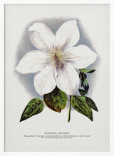 Clematis Flower Lithograph