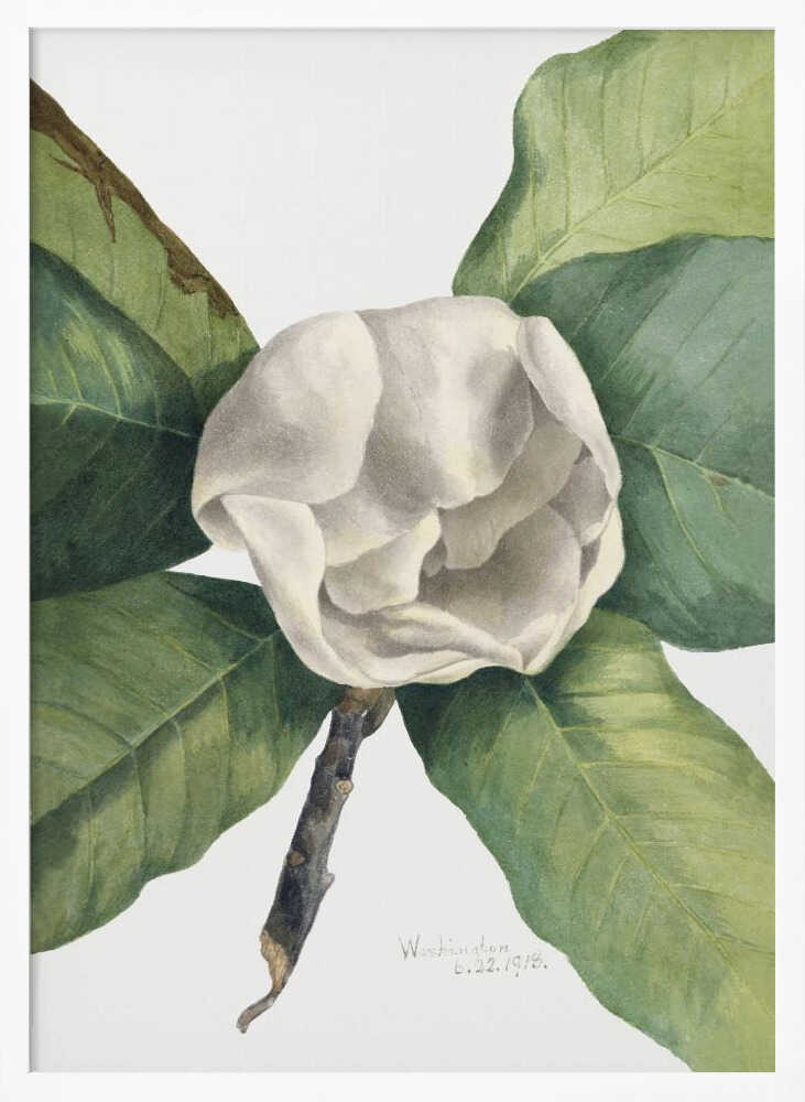 Southern Magnolia (1918) Art Print UK — Botanical Vibrant Wall Art — Living Room — Wall It All Prints