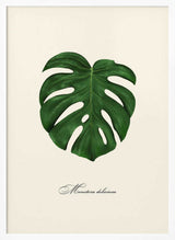 Monstera Deliciosa Leaf