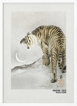 Roaring Tiger Art Poster