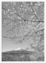 Mount Fuji Cherry Spring Art Print UK — Japanese Calm Wall Art — Living Room — Wall It All Prints
