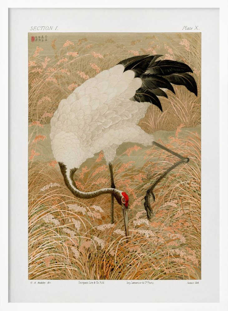 Sarus Crane In Rice Field