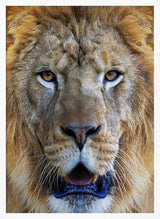 Majestic Lion Gaze Art Print UK — Portrait Warm Wall Art — Living Room — Wall It All Prints