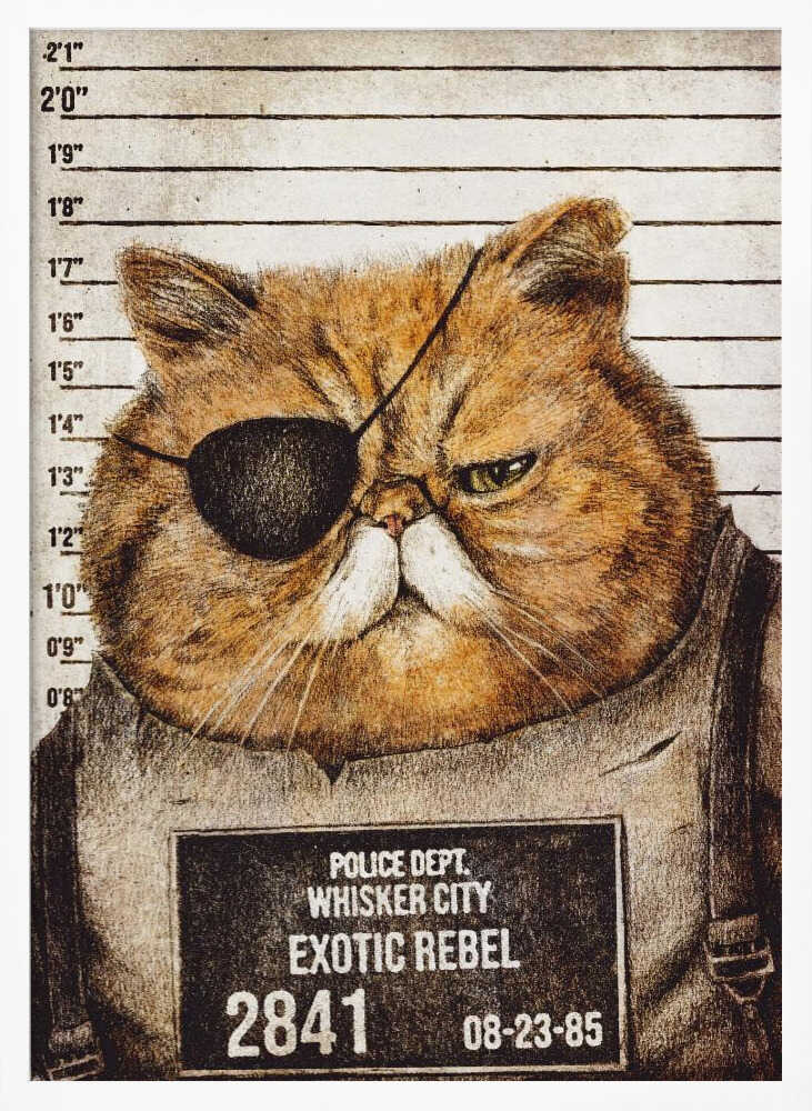 Funny Cat