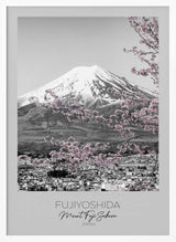 Mount Fuji Pink Sakura Melanie Viola
