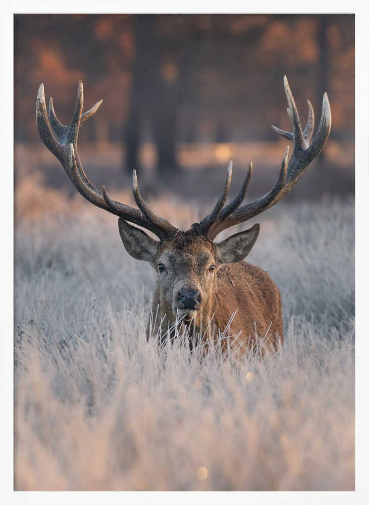 Majestic Winter Stag Art Print UK — Portrait Calm Wall Art — Bedroom — Wall It All Prints