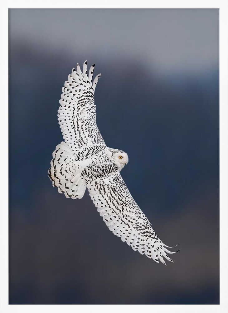 Majestic Snowy Owl Flight Art Print UK — Dark Moody Dark Wall Art — Living Room — Wall It All Prints