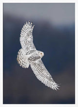 Majestic Snowy Owl Flight Art Print UK — Dark Moody Dark Wall Art — Living Room — Wall It All Prints