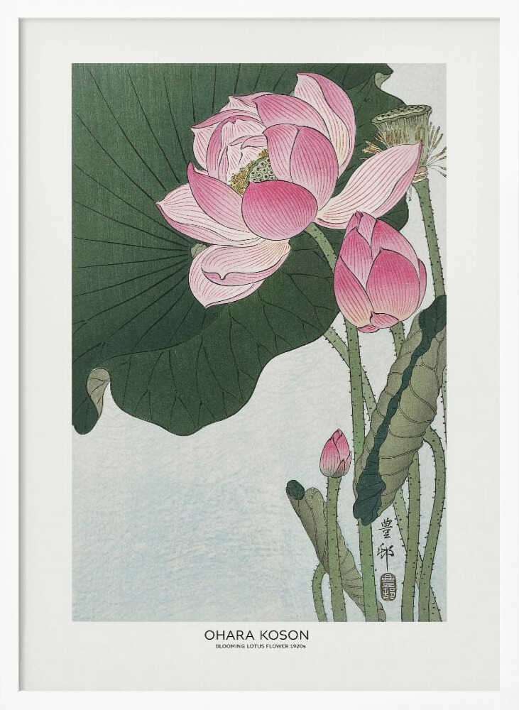 Blooming Lotus Flowers