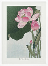 Blooming Lotus Flowers