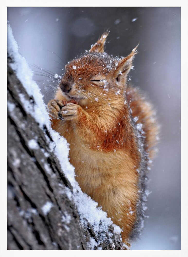 Happy Winter Squirrel Art Print UK — Landscape Calm Wall Art — Living Room — Wall It All Prints