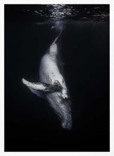 Whale In The Deep