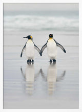 Loving Penguin Couple