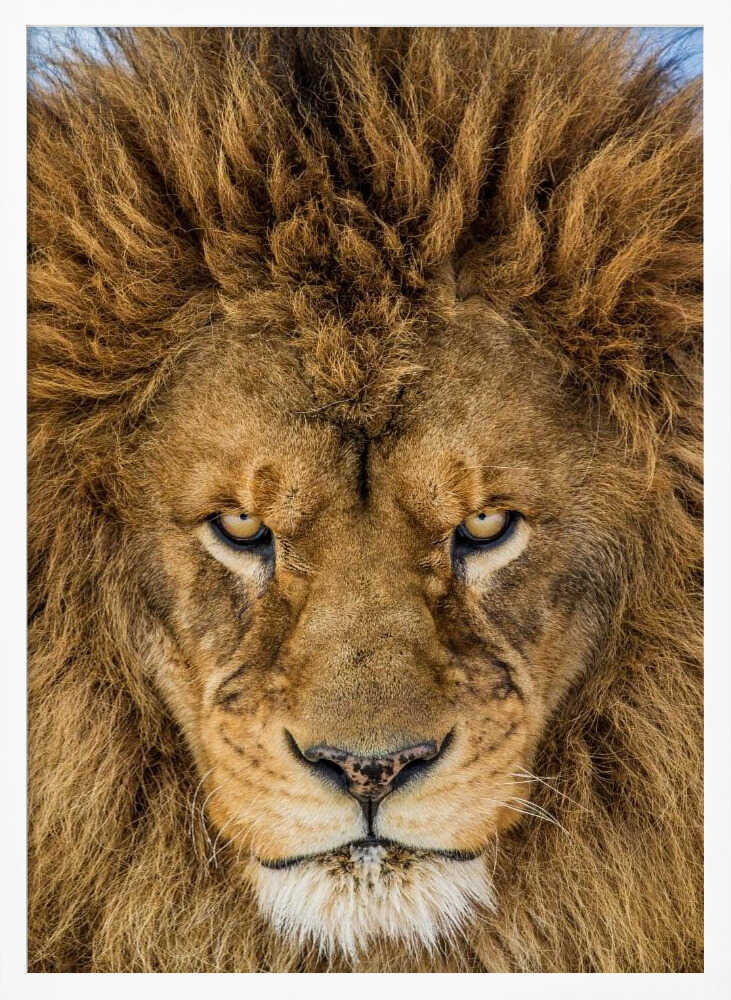 Intense Lion Gaze Art Print UK — Portrait Warm Wall Art — Living Room — Wall It All Prints