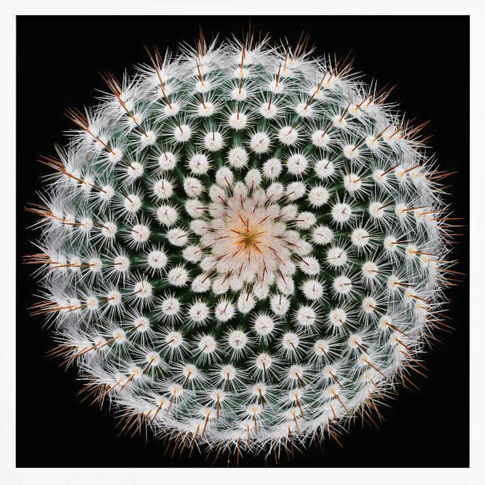 Cactus Spines Geometry Art Print UK — Botanical Vibrant Wall Art — Office — Wall It All Prints