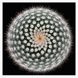 Cactus Spines Geometry
