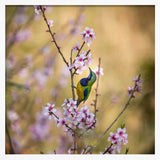 Bird Among Blossoms Art Print UK — Botanical Vibrant Wall Art — Living Room — Wall It All Prints